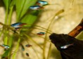 /album/hs-peixes-ornamentais/tetra-neon-inesi-jpg/